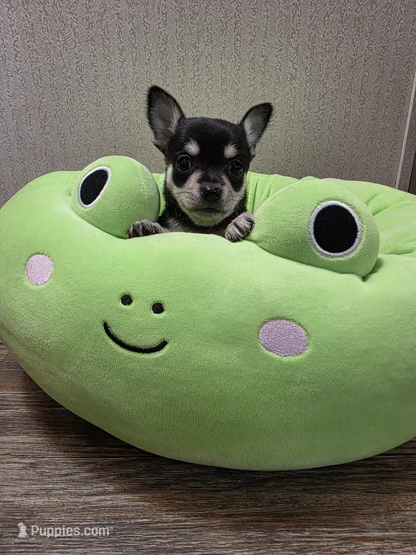 Meadow – Chihuahua puppy for sale in Cave City, AR