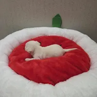 Bruno, a male Chihuahua for sale in Cave City, AR – Photo 3 of 5