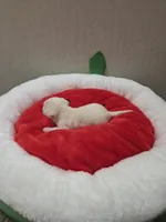 Bruno, a male Chihuahua for sale in Cave City, AR – Photo 3 of 5