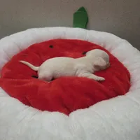 Bruno, a male Chihuahua for sale in Cave City, AR – Photo 2 of 5