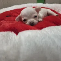 Bruno, a male Chihuahua for sale in Cave City, AR – Photo 1 of 5