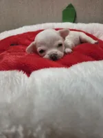 Bruno, a male Chihuahua for sale in Cave City, AR – Photo 1 of 5