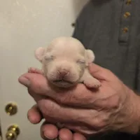 Bruno, a male Chihuahua for sale in Cave City, AR – Photo 5 of 5