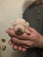 Bruno, a male Chihuahua for sale in Cave City, AR – Photo 5 of 5