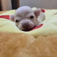 Bruno, a male Chihuahua for sale in Cave City, AR – Photo 4 of 5