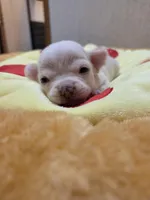 Bruno, a male Chihuahua for sale in Cave City, AR – Photo 4 of 5