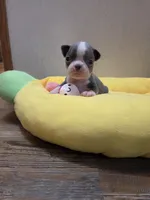 Polly, a female Boston Terrier for sale in Cave City, AR – Photo 1 of 3