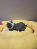 Polly, a female Boston Terrier for sale in Cave City, AR – Photo 2 of 3