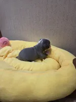 Polly, a female Boston Terrier for sale in Cave City, AR – Photo 3 of 3