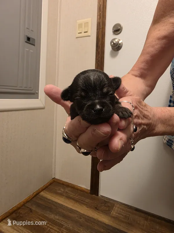 Jelly Bean – Chihuahua puppy for sale in Cave City, AR