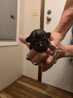Jelly Bean, a female Chihuahua for sale in Cave City, AR – 1 of 3
