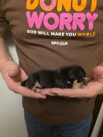 Bruno, a male Chihuahua for sale in Cave City, AR – 3 of 3