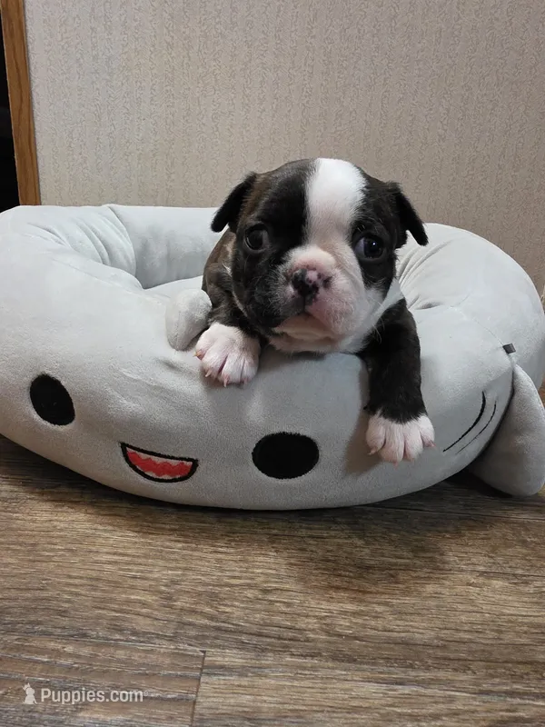 Lucky – Boston Terrier puppy for sale in Cave City, AR