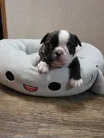 Lucky, a male Boston Terrier for sale in Cave City, AR – 1 of 4