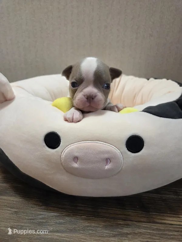 Hope – Boston Terrier puppy for sale in Cave City, AR