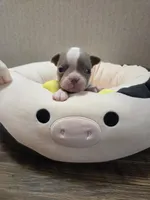 Hope, a female Boston Terrier for sale in Cave City, AR – Photo 1 of 3