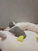 Hope, a female Boston Terrier for sale in Cave City, AR – Photo 3 of 3