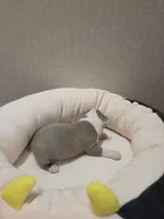 Hope, a female Boston Terrier for sale in Cave City, AR – Photo 2 of 3