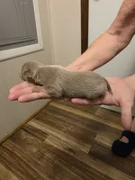Sugar, a female Chihuahua for sale in Cave City, AR – 3 of 3