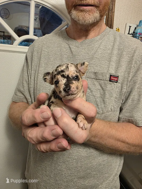 Splash – Chihuahua puppy for sale in Cave City, AR