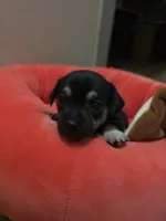 Hope, a female Chihuahua for sale in Cave City, AR – 3 of 3
