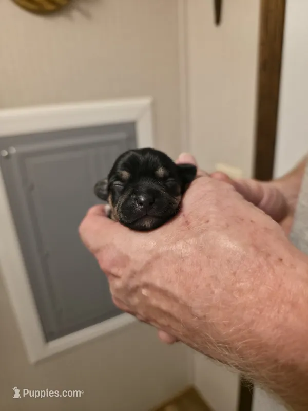 Jack – Chihuahua puppy for sale in Cave City, AR