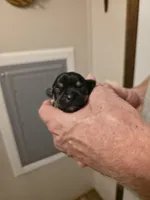 Jack, a male Chihuahua for sale in Cave City, AR – 1 of 3