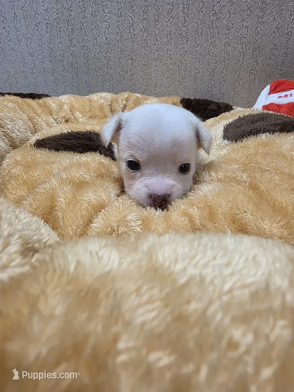 Ringo – Chihuahua puppy for sale in Cave City, AR