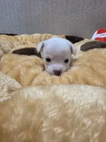 Ringo, a male Chihuahua for sale in Cave City, AR – 1 of 3