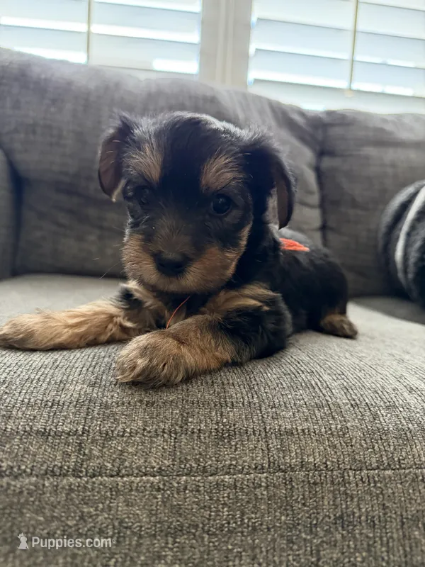 Luna – Yorkshire Terrier puppy for sale in Tampa, FL