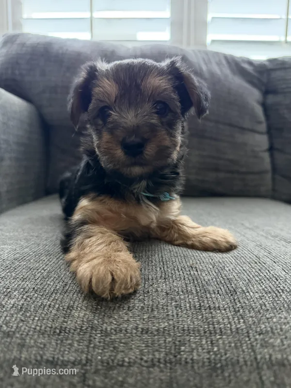 Skye – Yorkshire Terrier puppy for sale in Tampa, FL