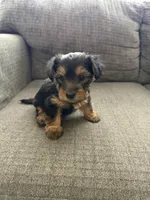 Remi, a female Yorkshire Terrier for sale in Tampa, FL – Photo 2 of 2