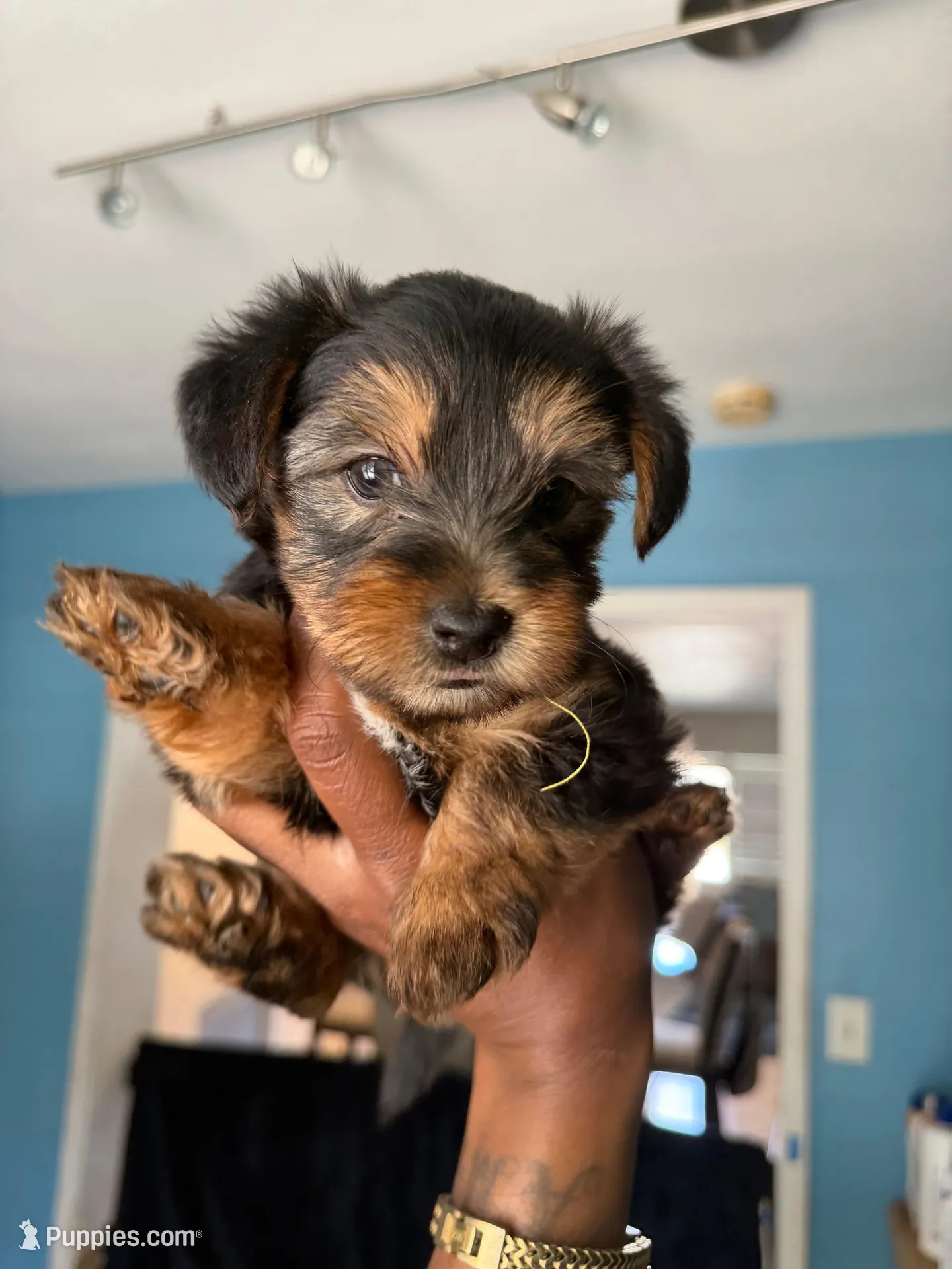 Remi – Yorkshire Terrier puppy for sale in Tampa, FL