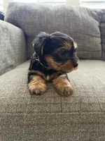 Bella, a female Yorkshire Terrier for sale in Tampa, FL – Photo 2 of 2