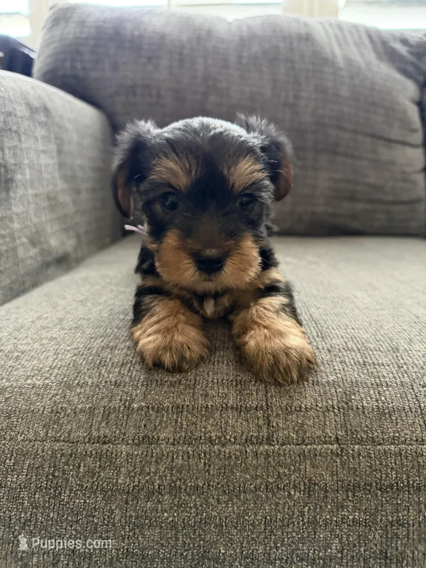 Bella – Yorkshire Terrier puppy for sale in Tampa, FL