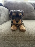 Bella, a female Yorkshire Terrier for sale in Tampa, FL – Photo 1 of 2