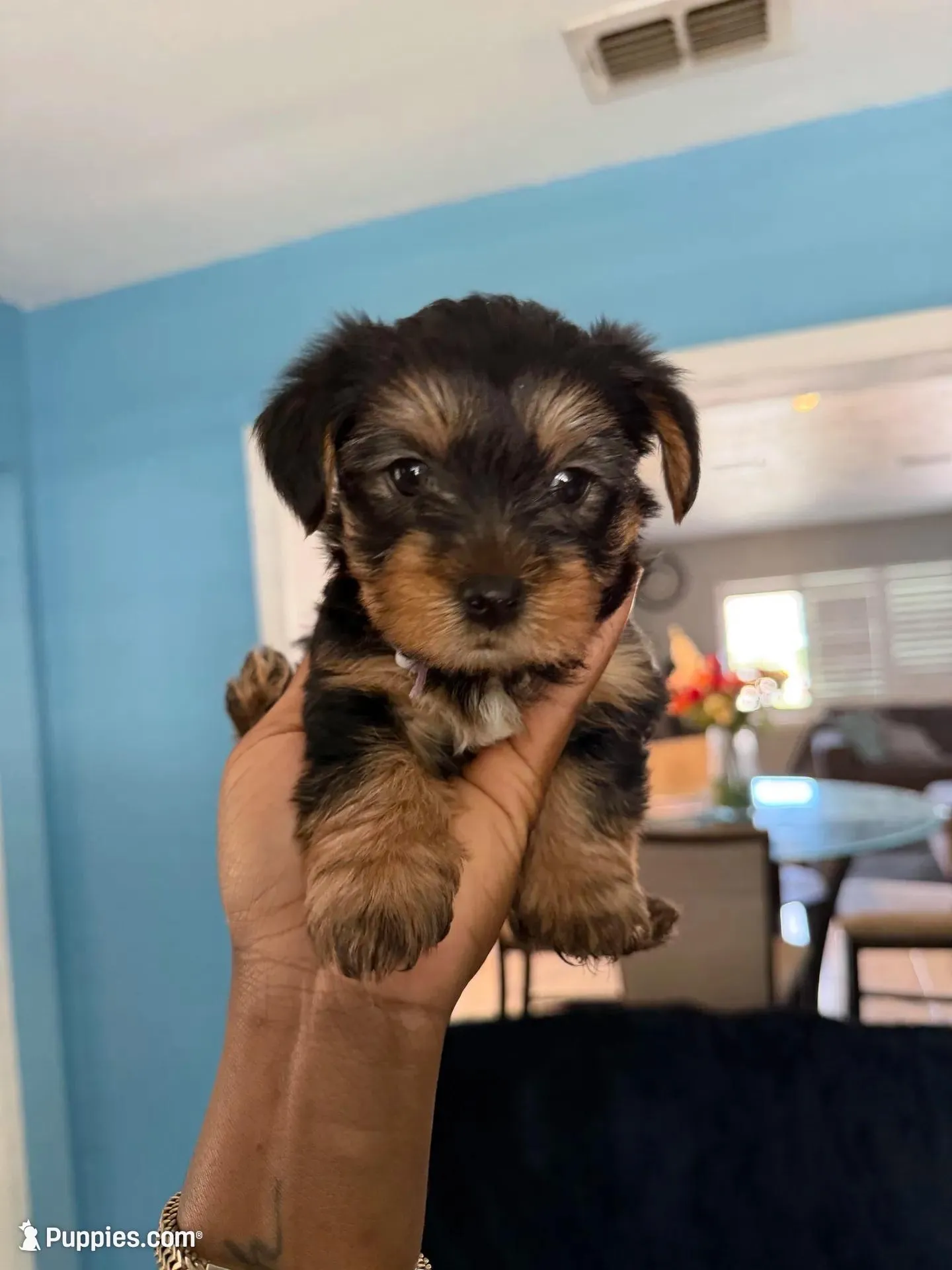 Bella – Yorkshire Terrier puppy for sale in Tampa, FL