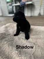 Shadow, a male German Shepherd Dog for sale in Phillipsburg, MO – 2 of 5