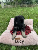 Lucy, a female German Shepherd Dog for sale in Phillipsburg, MO – 2 of 5