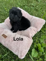 Lola, a female German Shepherd Dog for sale in Phillipsburg, MO – 4 of 5
