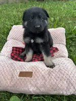 Lucy, a female German Shepherd Dog for sale in Phillipsburg, MO – 5 of 5