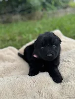 Shadow, a male German Shepherd Dog for sale in Phillipsburg, MO – 4 of 5