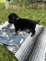 Rex, a male German Shepherd Dog for sale in Phillipsburg, MO – 4 of 5