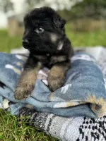 Rex, a male German Shepherd Dog for sale in Phillipsburg, MO – 3 of 5