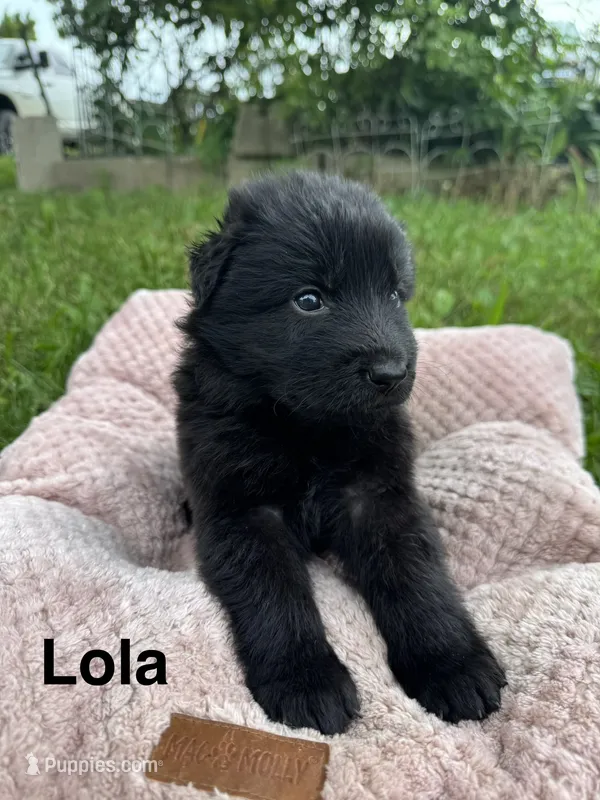 Lola – German Shepherd Dog puppy for sale in Phillipsburg, MO