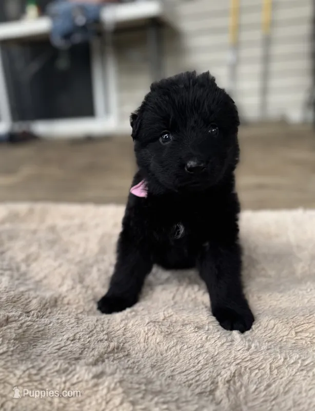 Shadow – German Shepherd Dog puppy for sale in Phillipsburg, MO
