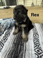 Rex, a male German Shepherd Dog for sale in Phillipsburg, MO – 2 of 5
