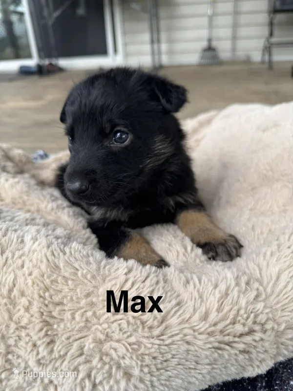 Max – German Shepherd Dog puppy for sale in Phillipsburg, MO