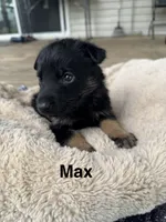 Max, a male German Shepherd Dog for sale in Phillipsburg, MO – 1 of 3