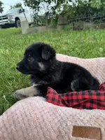 Lucy, a female German Shepherd Dog for sale in Phillipsburg, MO – 3 of 5